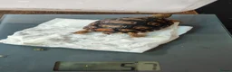 Tortoise reptiles for sale: Leopard spotted tortoises - Advert 2