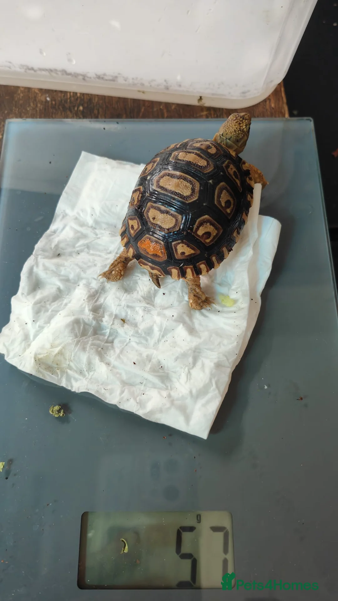 Tortoise reptiles for sale: Leopard spotted tortoises - Advert 2