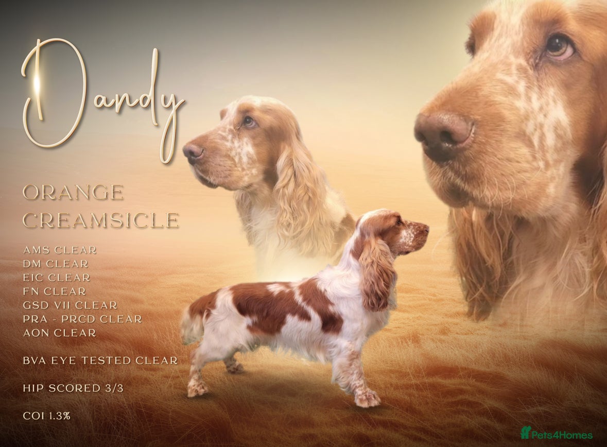 Cocker Spaniel dogs Carries chocolate and extensively health tested  in Carlisle - Advert 7