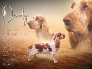 Cocker Spaniel dogs Carries chocolate and extensively health tested in Carlisle - Advert 18