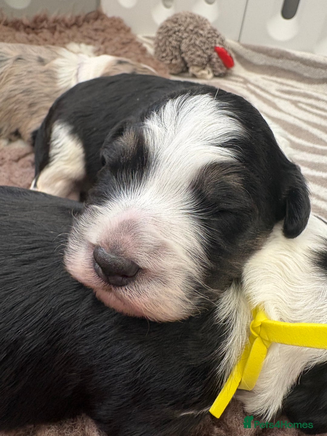 Bordoodle dogs for sale: Bordoodle Pups - Image 27