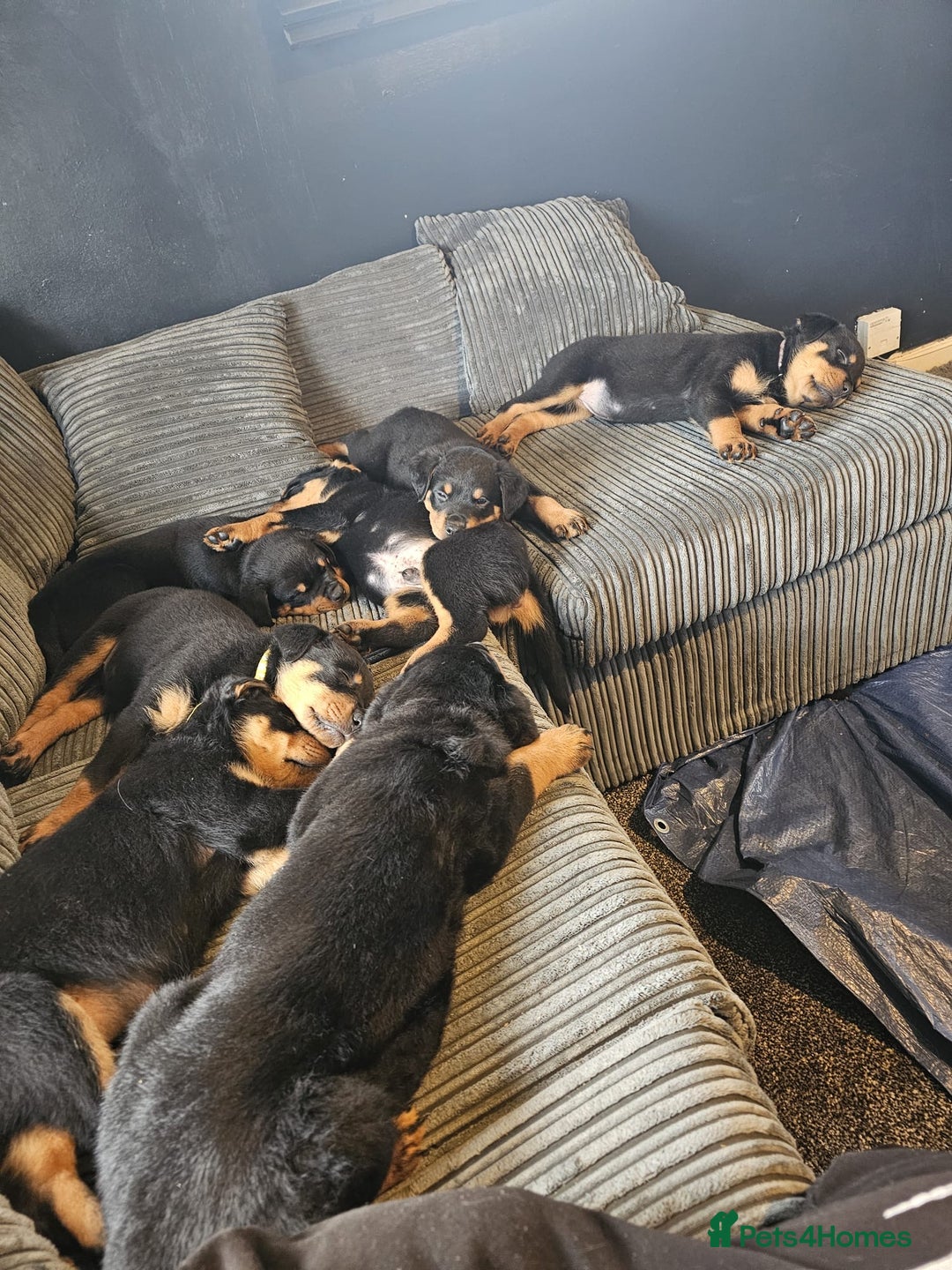 Mixed Breed dogs for sale: Beautiful chunky 3/4 Rottweiler 1/4 sharpei pups  - Advert 18