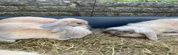 Mixed Breed rabbits for sale: 🐰 9 Rabbits for Sale – 11 Weeks Old 🐇 in Exeter - Advert 10