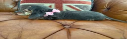 Miniature Dachshund dogs for sale: Miniature Dachshund 5 ⭐ License 5 ⭐ reviews - Advert 13