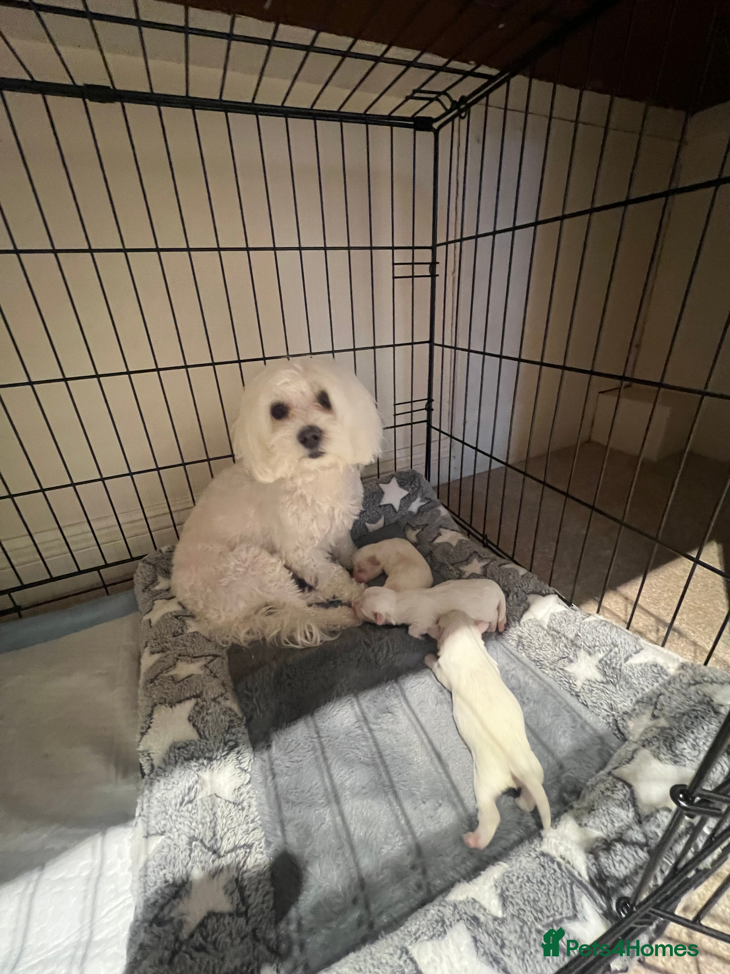 Bichon Frise dogs Bichon for sale  - Advert 8