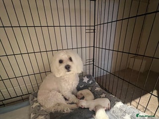 Bichon Frise dogs Bichon for sale - Advert 3