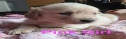 Golden Retriever dogs for sale: Beautiful Home Raised Golden Retriever Puppies - Advert 20