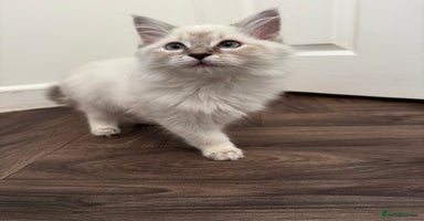 Ragdoll cats - Advert 6