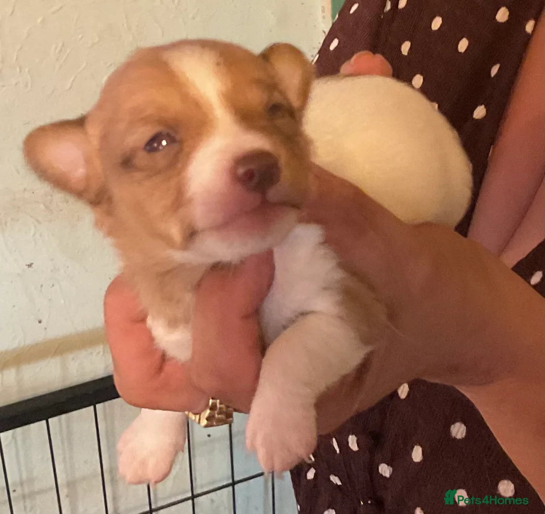 Jack Russell dogs for sale: Traditional Tiny Jack Russell, - Advert 2