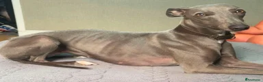 Whippet 7