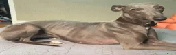Whippet dogs for sale: The most precious! Kc wippets 🐶 boys & girls   - Advert 39