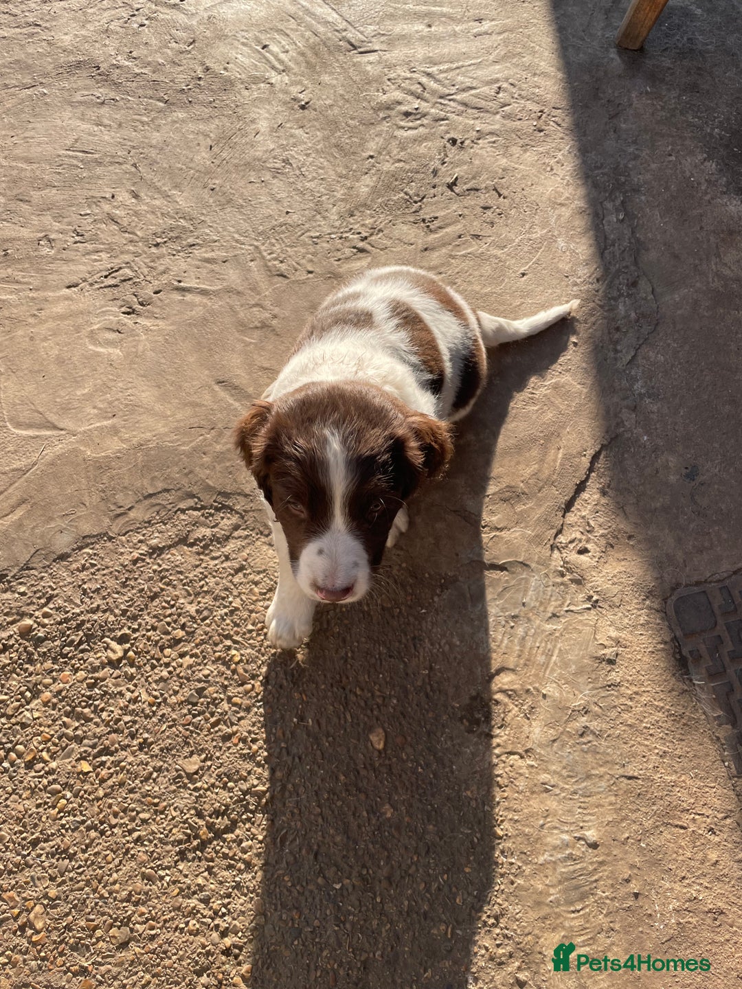 English Springer Spaniel dogs for sale: Gorgeous springer spaniel puppies  - Advert 2