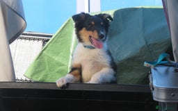 Mixed Breed dogs for sale: Rough collie cross  - Image 4