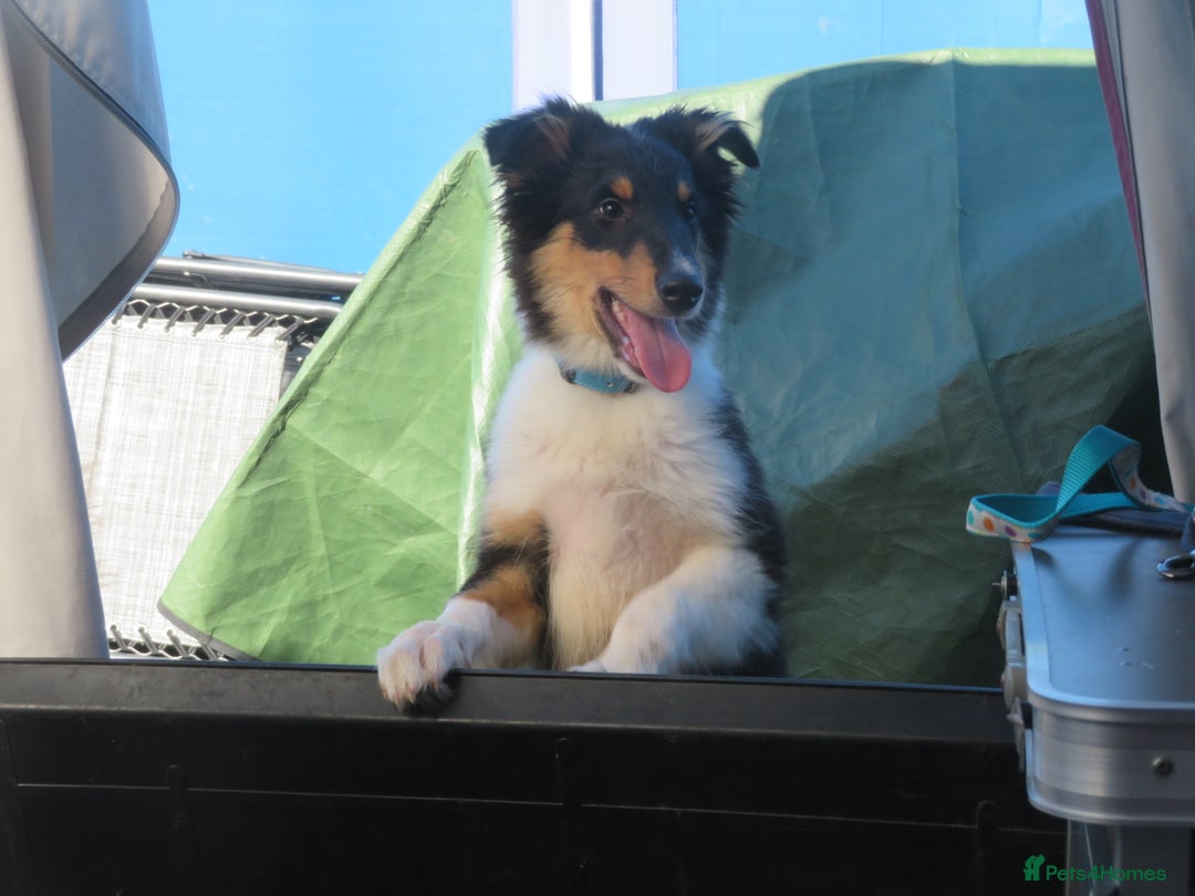 Mixed Breed dogs for sale: Rough collie cross  - Image 4