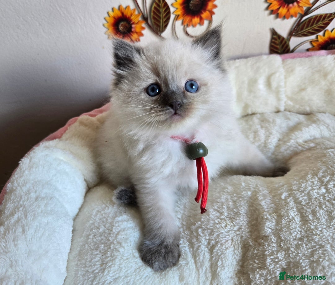 Ragdoll cats for sale: Registered male Ragdoll kittens  - Image 15