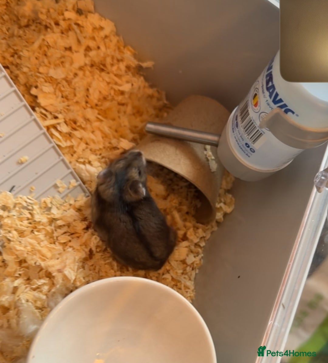 Hamster rodents for sale: Friendly Dwarf Hamster looking to Rehome in Hyde - Image 5