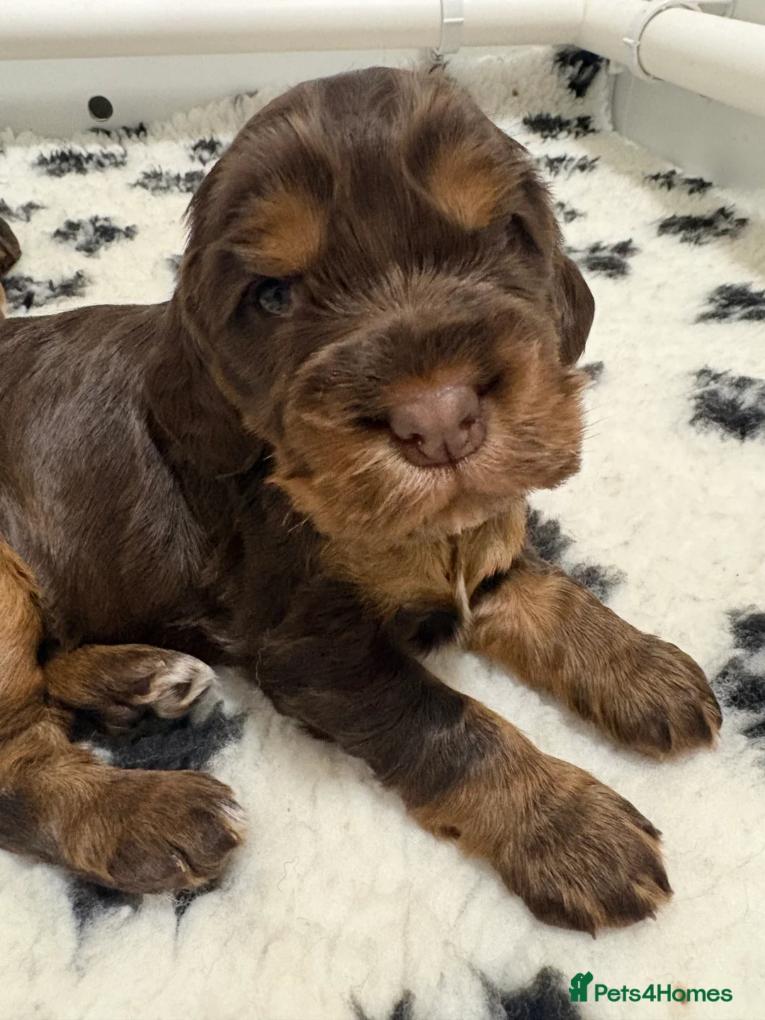 Cocker Spaniel dogs for sale: Beautiful DNA tested Show Cocker Spaniels - Advert 4