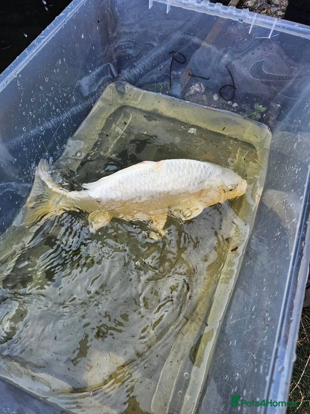 Koi Carp fish for sale: Mix of koi carp/sturgeon and tench for sale in Leeds - Advert 20