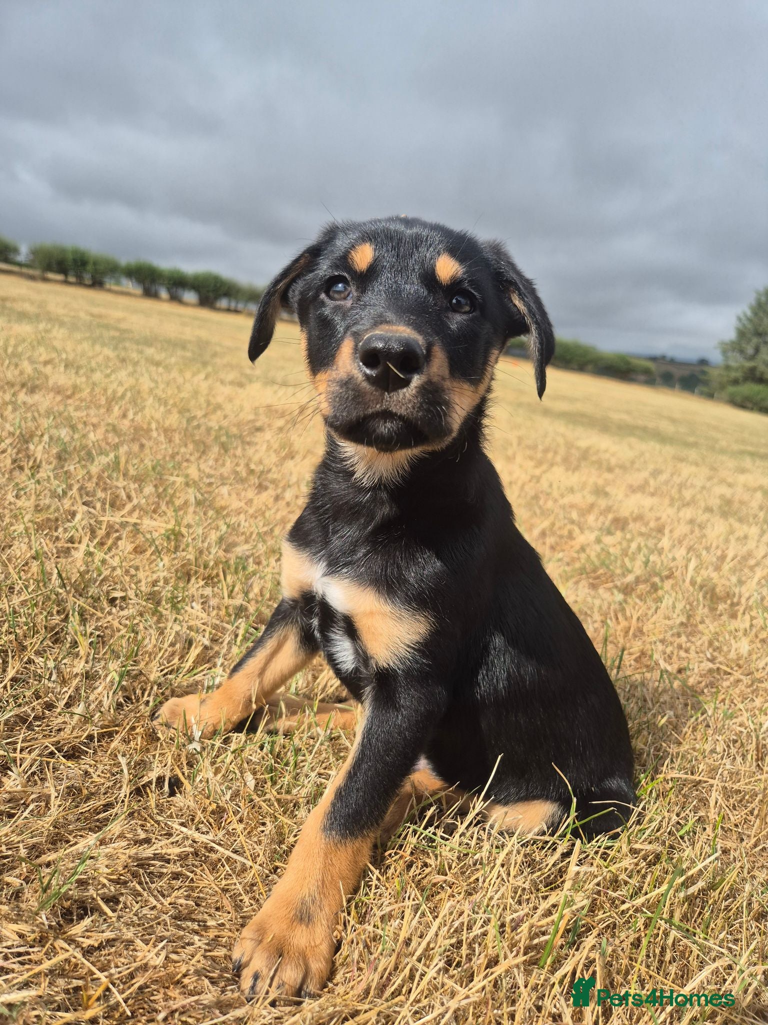 Australian Kelpie dogs Australian Kelpie Puppies - Advert 1