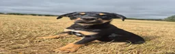 Australian Kelpie dogs for sale: Australian Kelpie Puppies - Advert 2