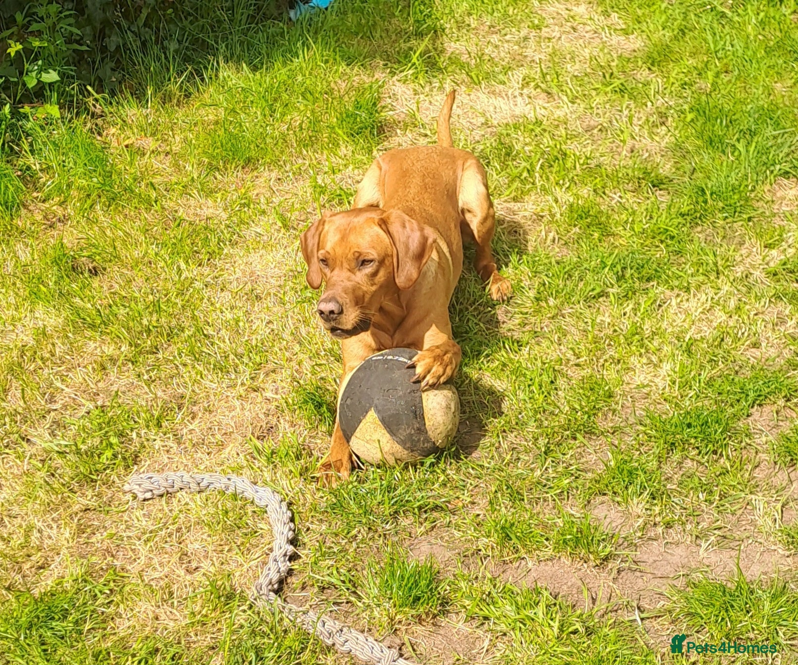 Labrador Retriever dogs for stud: STUD ONLY - Male fox red labrador retriever  - Advert 7