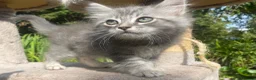 Siberian cats for sale: 3 Adorable Siberian Kittens Available - Advert 13