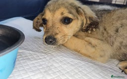 Mixed Breed dogs for adoption: Poppy - In Ayr looking for a home - Image 9