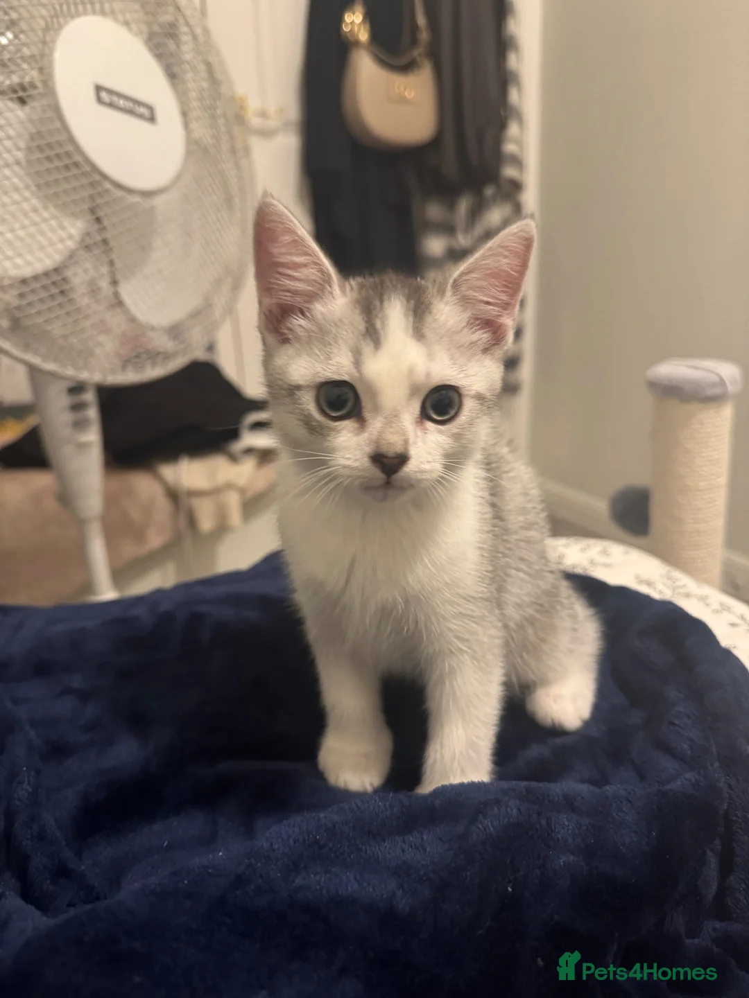 British Shorthair cats for sale: British shorthair domestic kitten boy - Advert 1