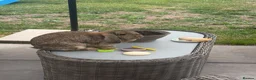 Mixed Breed rabbits for sale: 2 x  12 month old female rabbits/complete set up  in Nantwich - Advert 3