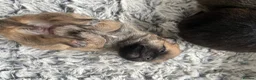 Pomchi dogs for sale: 🐶 Beautiful Pomchi pup – 🐶 - Advert 18