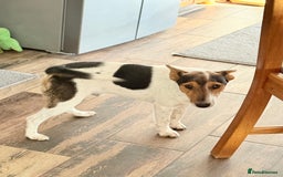 Fox Terrier dogs for adoption: Sweet Mizzo looking for LOVE - Image 8