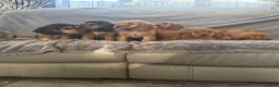 Cocker Spaniel dogs for sale: FULLHEATHTESTED OUTSTANDING SHOWTYPE COCKERSPANIEL in Alton - Advert 20