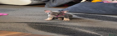 French Bulldog Puppy 1