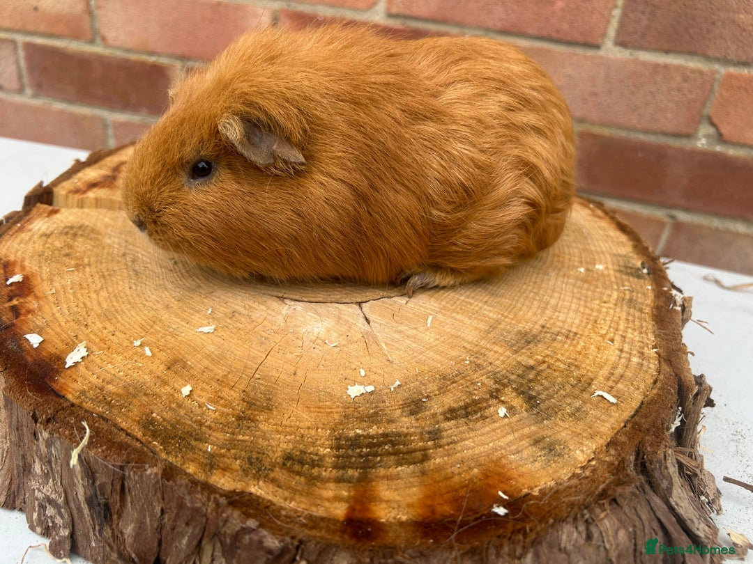 Guinea Pig rodents for sale: Free Male Guinea pigs  - Image 7