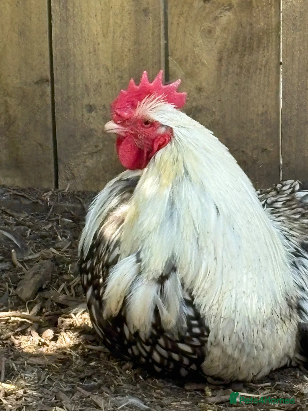 Chickens poultry for sale: Trio silver laced orpingtons lf very fertile  - Advert 1