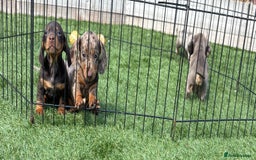 Miniature Dachshund dogs for sale: Kc miniature dachshund  ready now 🐶 in Manchester - Image 1