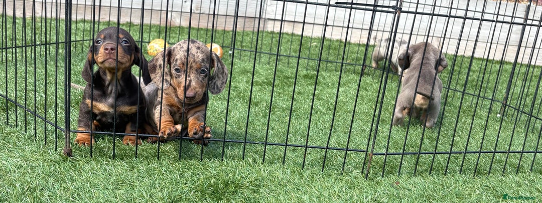 Miniature Dachshund dogs for sale: Kc miniature dachshund  ready now 🐶 in Manchester - Image 1