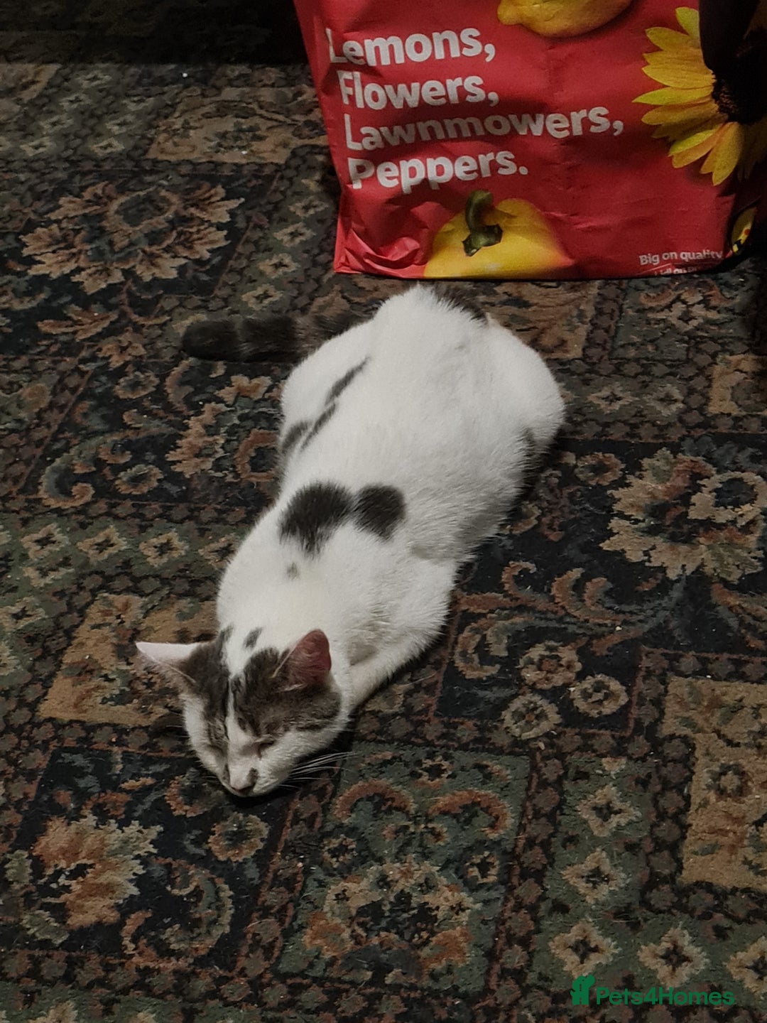 Mixed Breed cats for sale: Tuxedo Tom Boy!  - Advert 6