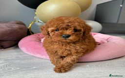 Maltipoo dogs for sale: Gorgeous Toy Maltipoo Puppies! - Image 9