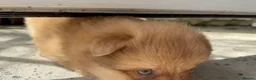Pomsky dogs for sale: Our rare little boy is ready to find his new home  in Swansea - Advert 1