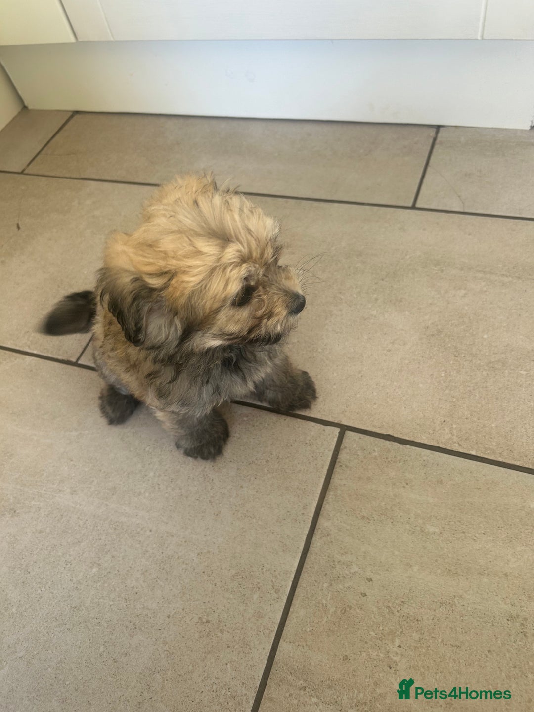 Pomapoo dogs for sale: Beautiful, Pomapoo puppies - Image 16