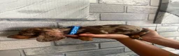 Dachshund dogs for sale: Litter of 5 stunning dachshund pups - Advert 11