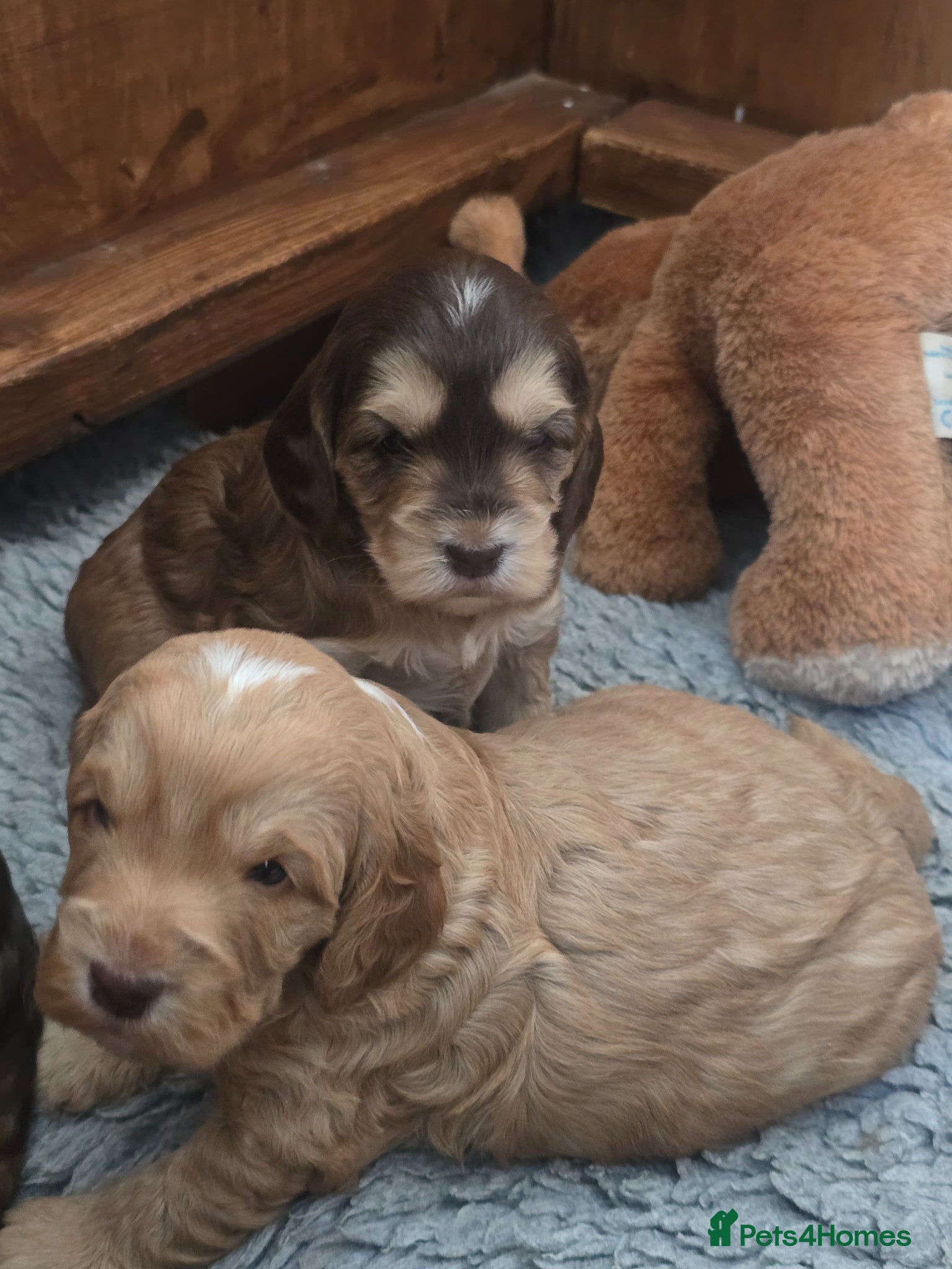 Cockapoo dogs SHOW F1 cockapoos licensed breeder. - Advert 2