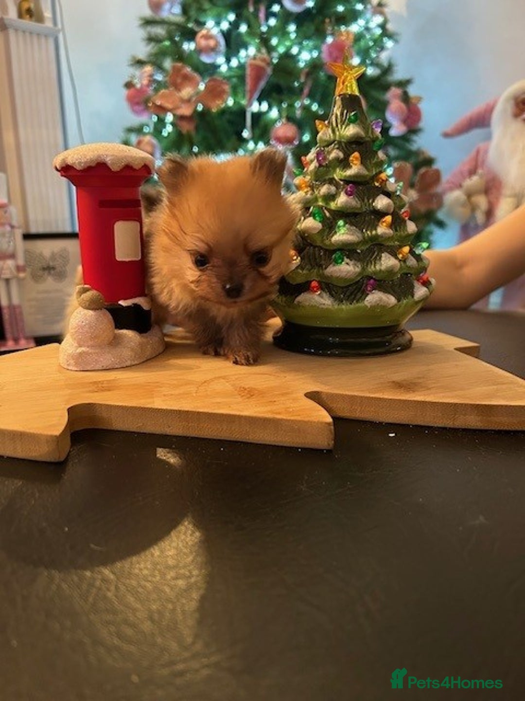 Pomeranian dogs for sale: Tiny Pomeranian Puppies - Advert 15