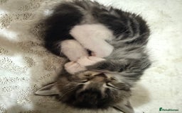 Bengal cats for sale: Bengal mix - Image 13