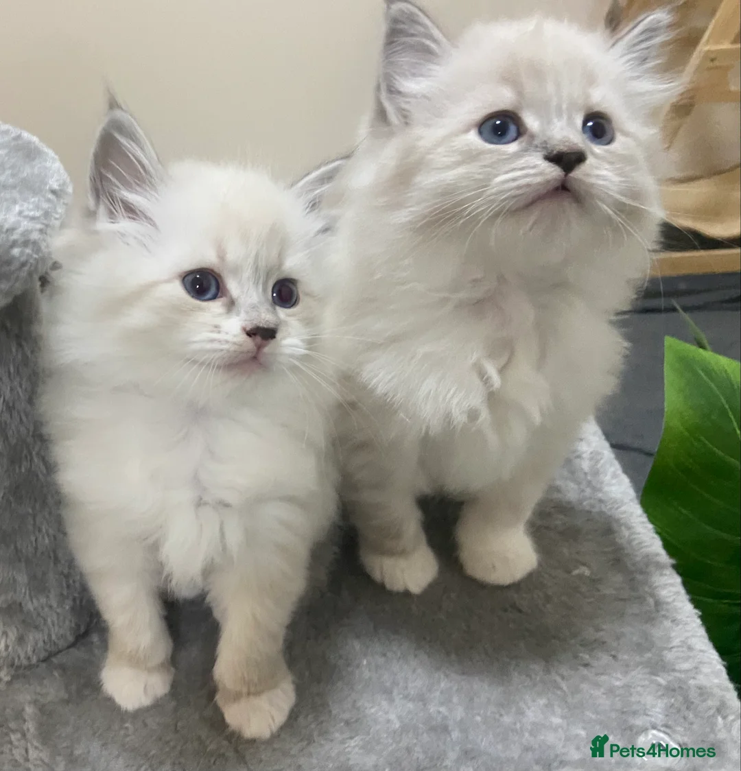 Siberian cats for sale: Siberian Kittens Neva Masquerade White - Advert 10