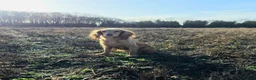 Cocker Spaniel dogs for sale: KC FTCH bloodlines cocker spaniels - Advert 3