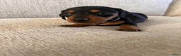 Miniature Dachshund dogs for sale: KC registered miniature dachshunds  - Advert 3