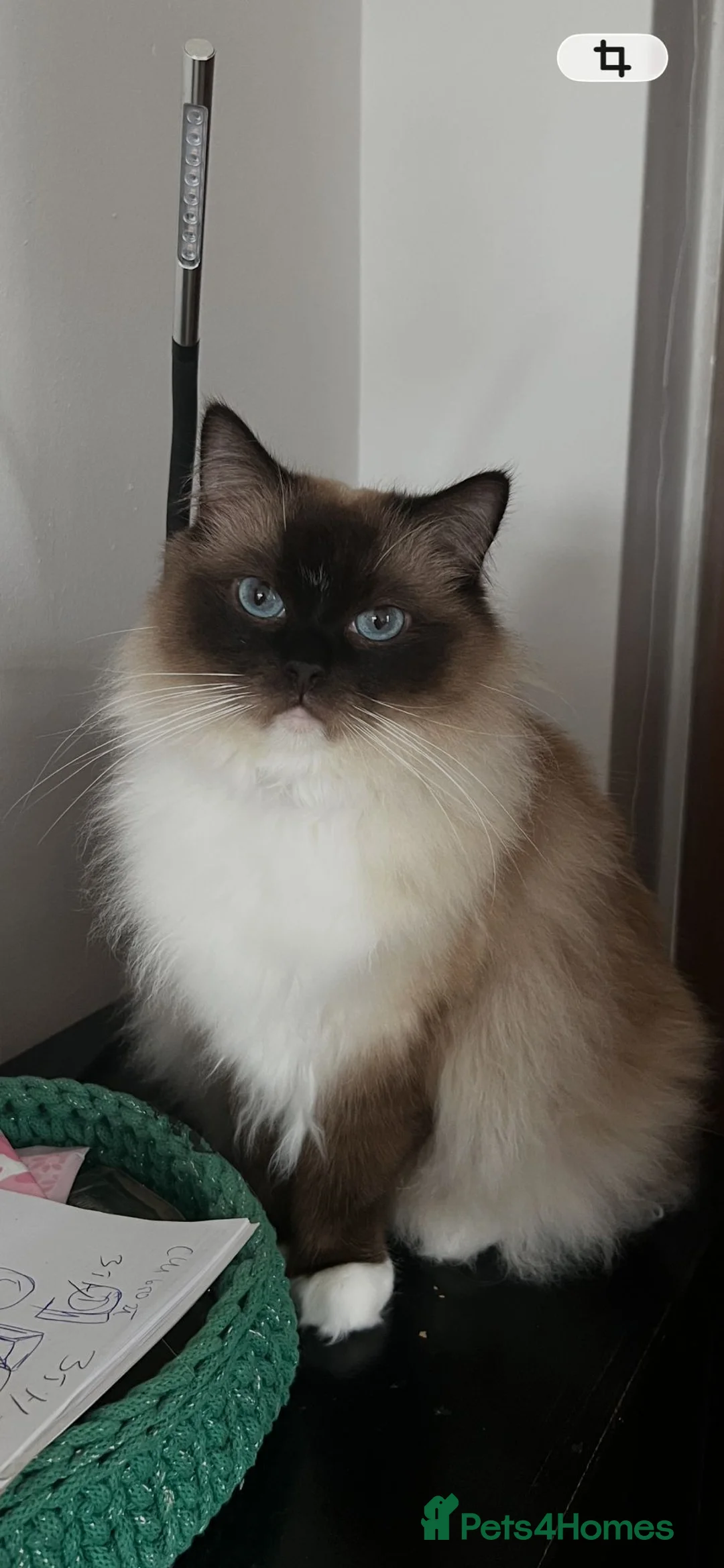Ragdoll cats for sale: Beautiful Ragdoll kittens looking for new homes - Advert 2
