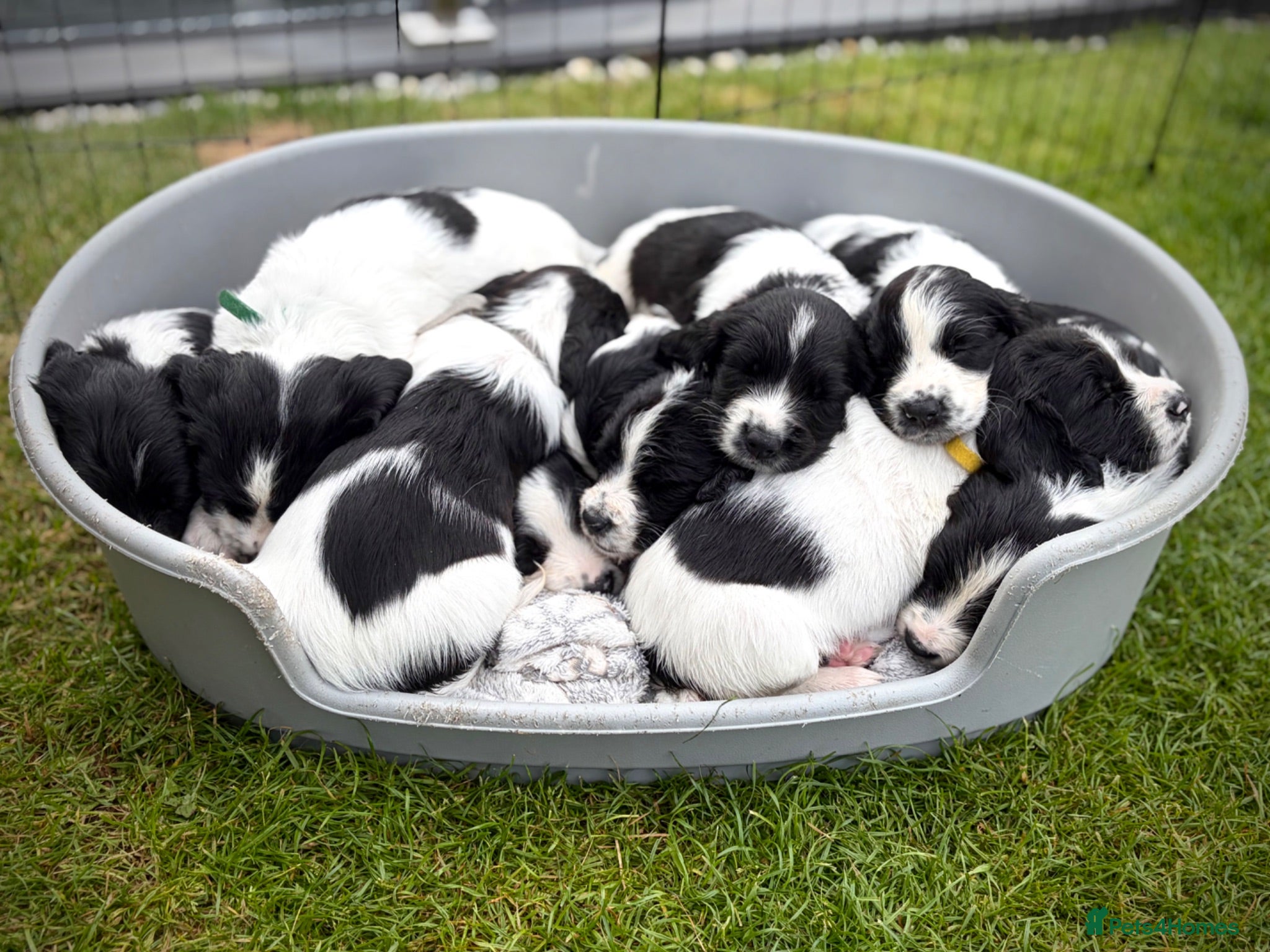 English Springer Spaniel dogs KC Registered English Springer Spaniel puppies - Advert 15